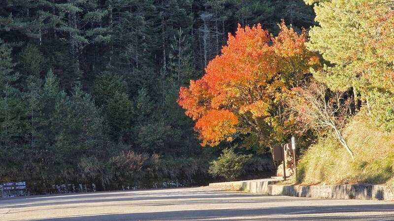 大雪山國家森林遊樂區楓紅8成