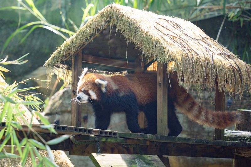 北市動物園重新開園　馬來貘星星、小貓熊茜茜迎賓