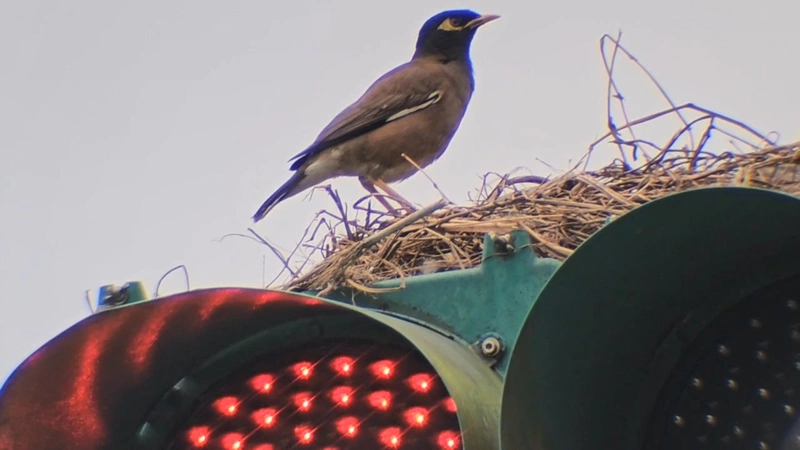 紅綠燈成八哥鳥「育嬰室」　基隆市府研議對策