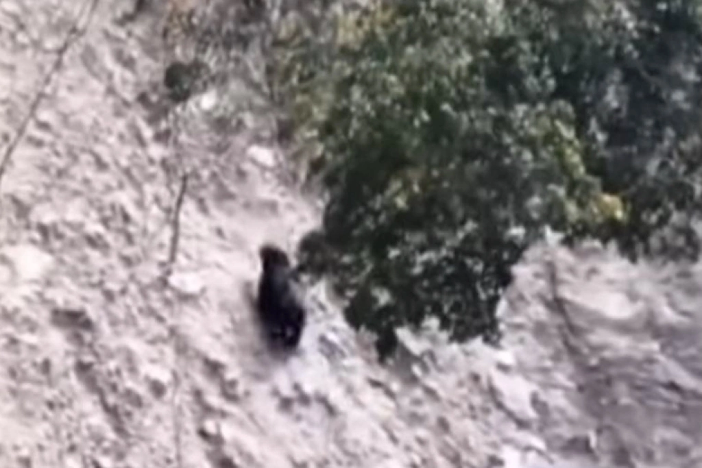 南投仁愛南豐村翠華村首次目擊台灣黑熊