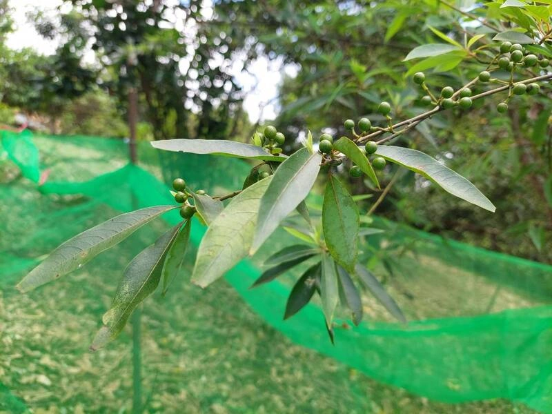 農改場突破山胡椒繁殖瓶頸　打造部落特色永續產業