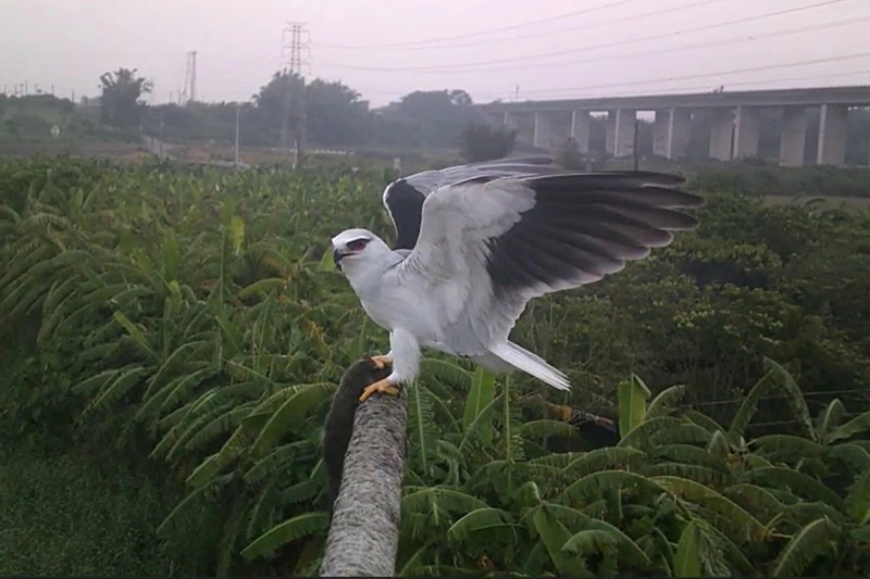 台南推猛禽棲架打造友善農地