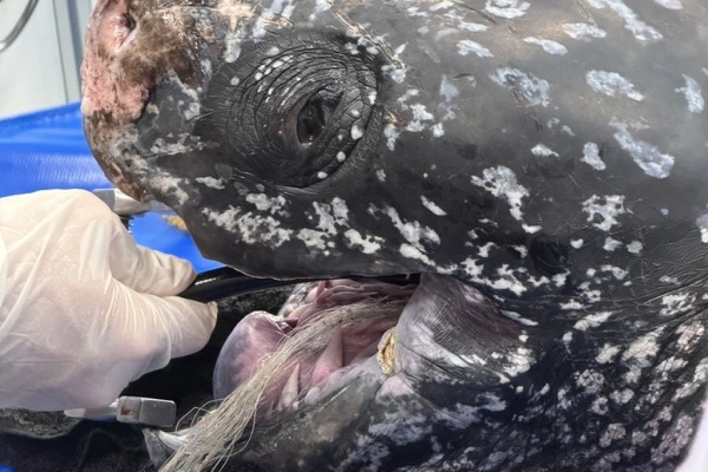 宜蘭梗枋救援受困革龜  移除長網後仍不幸死亡