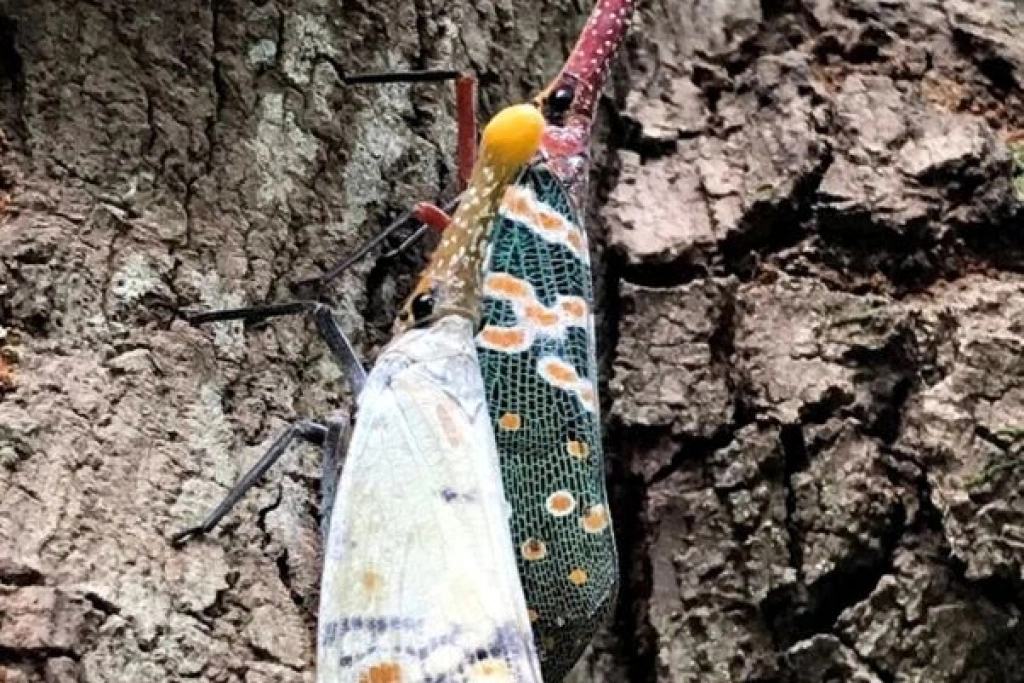 龍眼雞是外型鮮艷蠟蟬　114年自外來入侵種除名