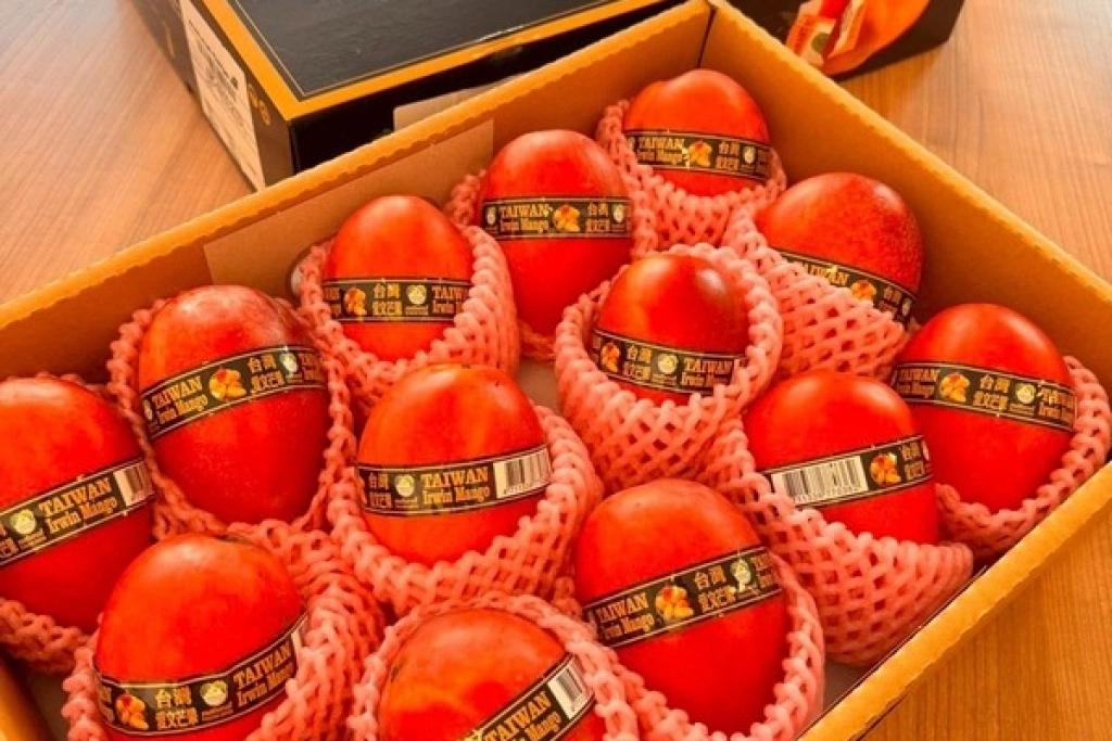 台灣芒果挑戰英國市場　即起開放預購、7月上旬到貨