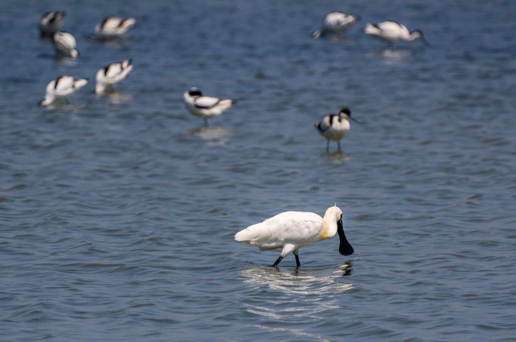 冬季限定魅力登場！黑面琵鷺飛抵臺南渡冬，府城聖誕燈光與旅遊活動熱鬧展開