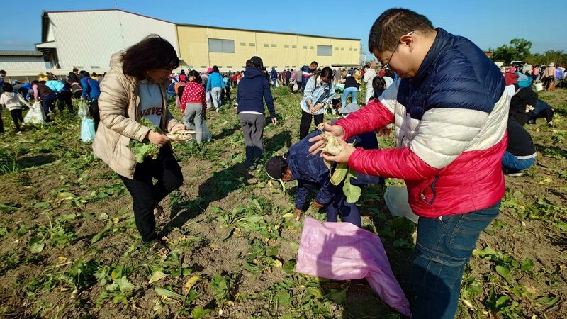 嘉縣太保千人拔蘿蔔