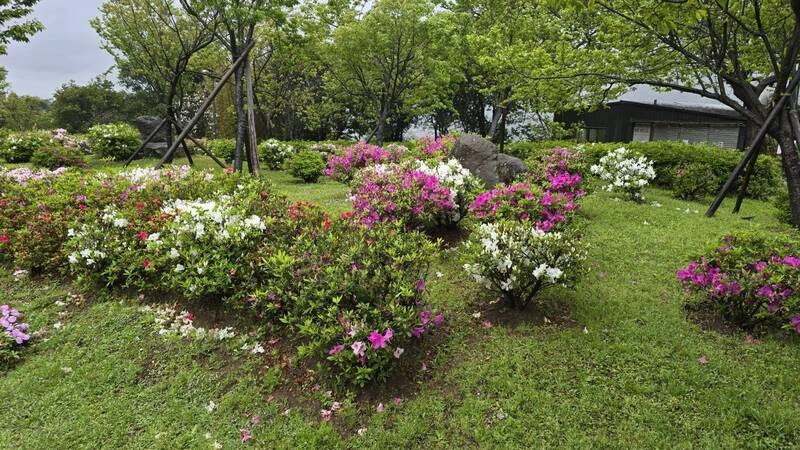 議員憂陽明山杜鵑花量減　北市府：山區花期較晚