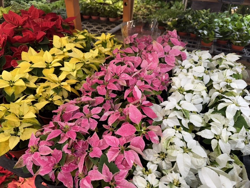 台北花市打造過節氛圍　設耶誕紅專區