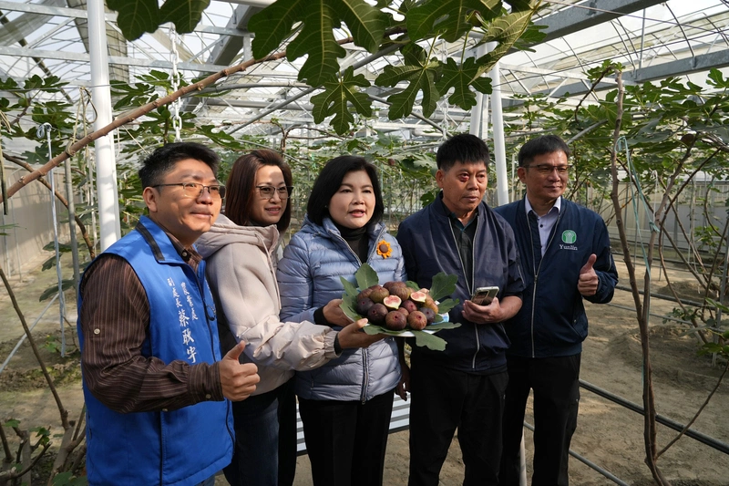 導入智慧科技  雲林無花果農省時又省工