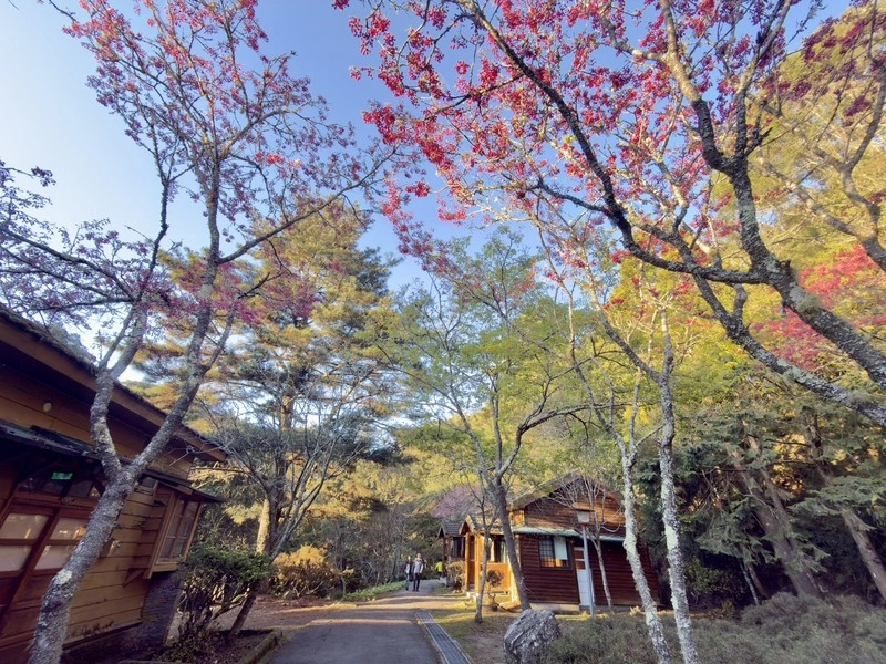 大雪山霧社櫻綻放　山櫻花相映妝點三月雪