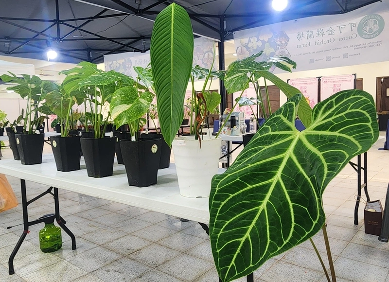 熱帶雨林暨觀葉植物大賞在埔里　自然與藝術交會