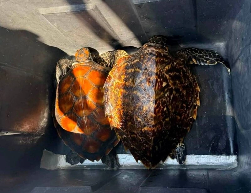 澎湖潛水行程意外救起2保育海龜　送收容中心照護