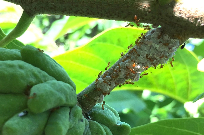 鳳梨釋迦進入夏季修剪期 台東農改場籲防治粉介殼蟲
