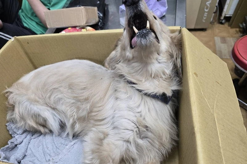 新北動保處救援墜樓犬隻