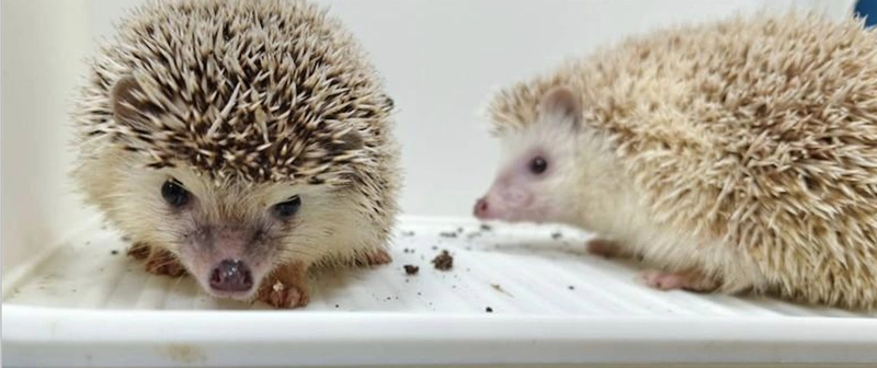 非洲侏儒刺蝟無人認領　彰化3/20辦抽籤認養