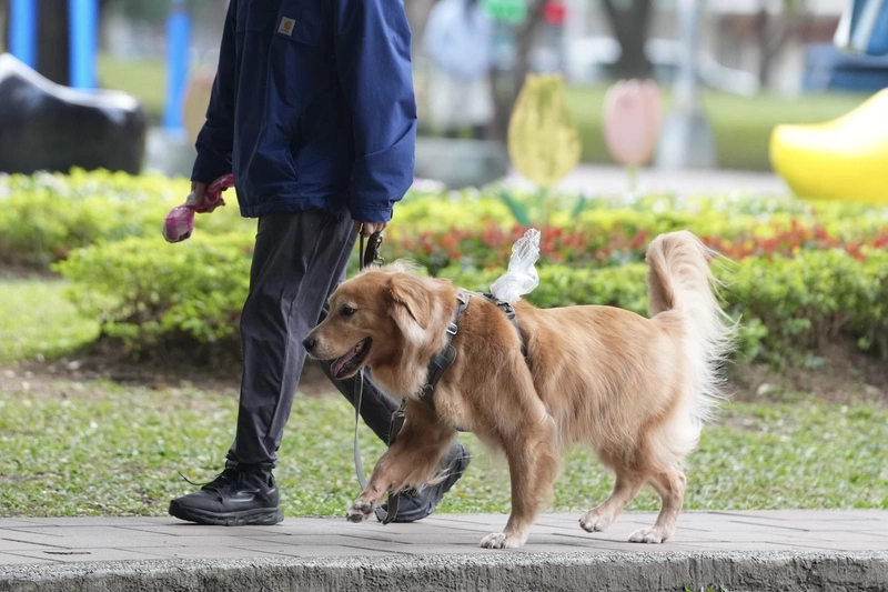 政院推動保新制　棄養寵物最高罰百萬（2）