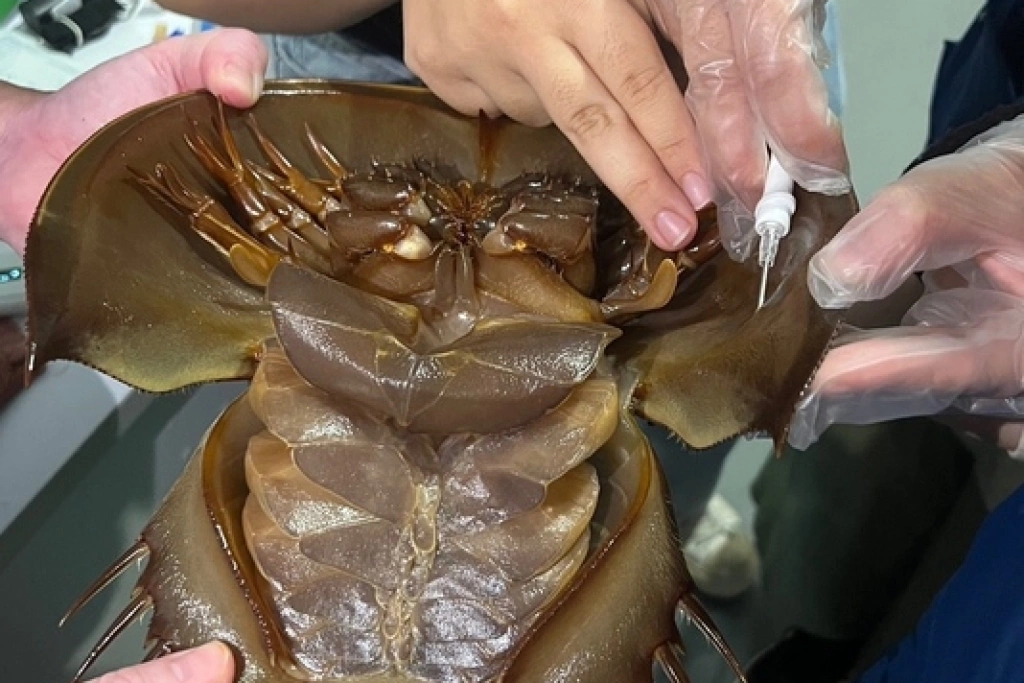 響應翻轉物種瀕危趨勢行動日　Xpark成功野放三棘鱟