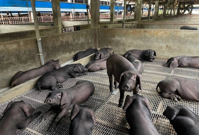 中央擬全面禁廚餘養豬　桃園黑毛豬預期衝擊大
