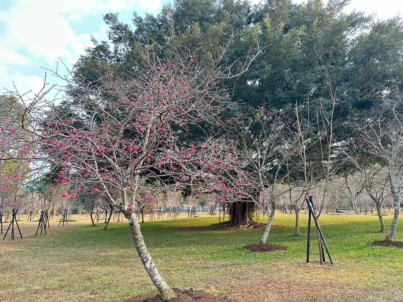 暨南大學3千櫻花估2月盛開　草坪頭賞櫻映襯茶園