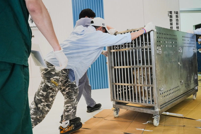 壽山動物園母獅　送往屏科大獸醫教學醫院檢查