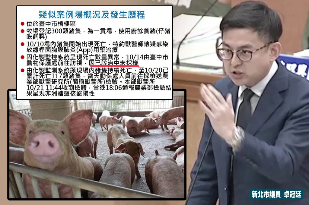 拖10天才採檢異常死亡豬隻！卓冠廷痛批台中市政府「2019到現在不是沒經歷過」：天下太平過太爽了？