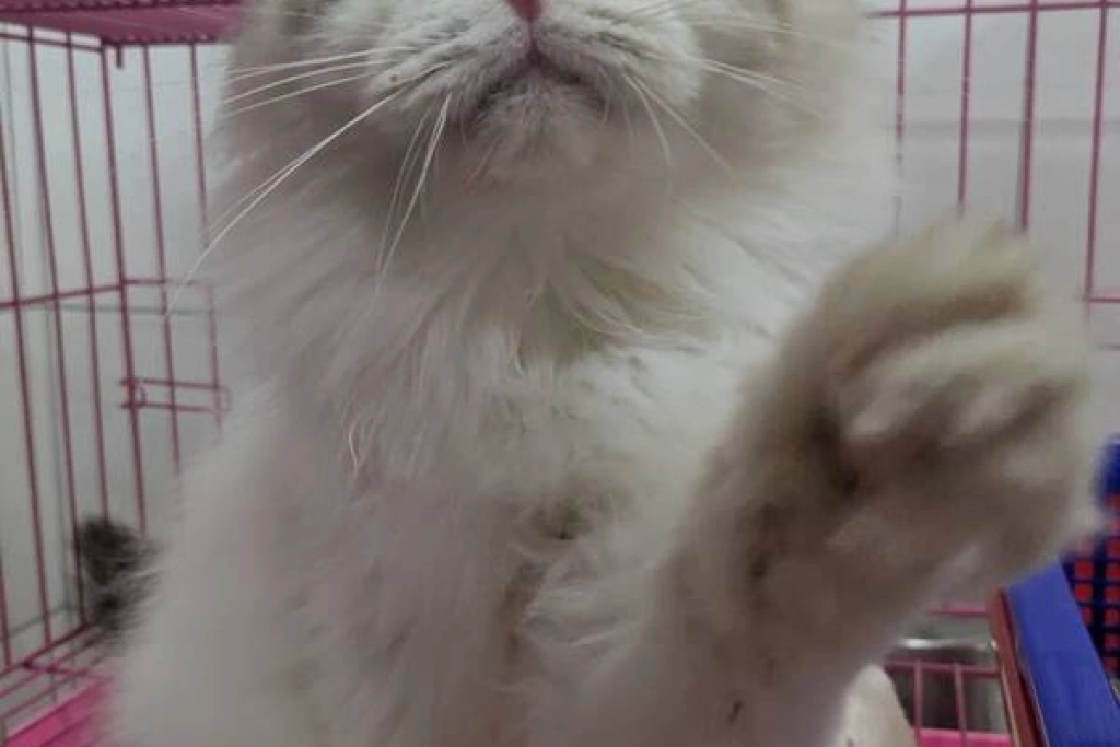 竹縣動保所12/19開放認養29隻品種貓