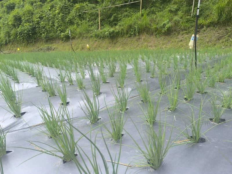 桃園農改場高山種青蔥  穩定夏季供需