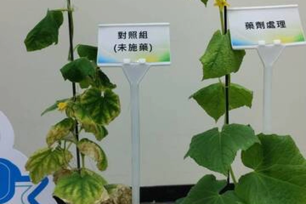 防治土壤線蟲　農藥所發表長效製劑（2）