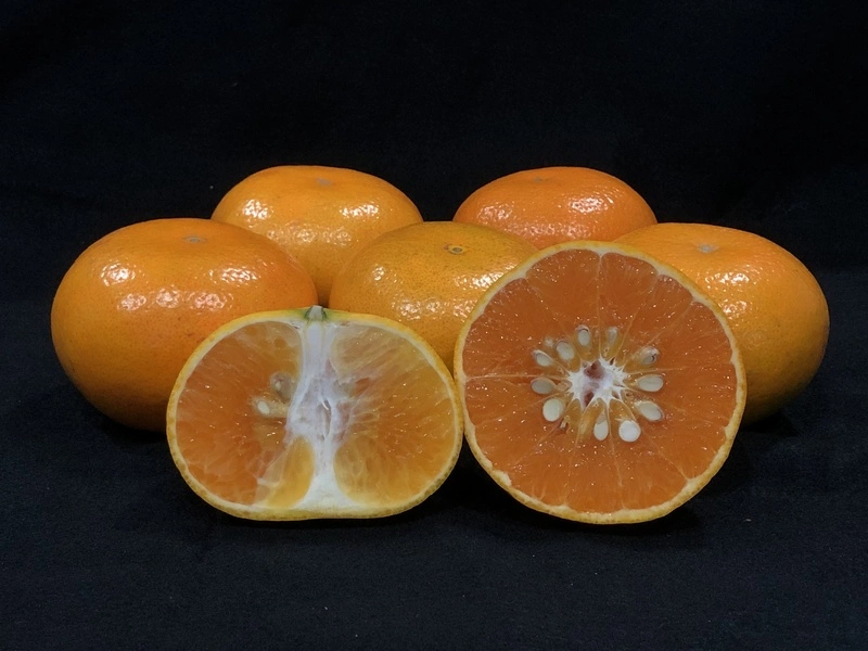 台南農改場教你看蘋果櫻桃都比不過的茂谷柑挑選撇步