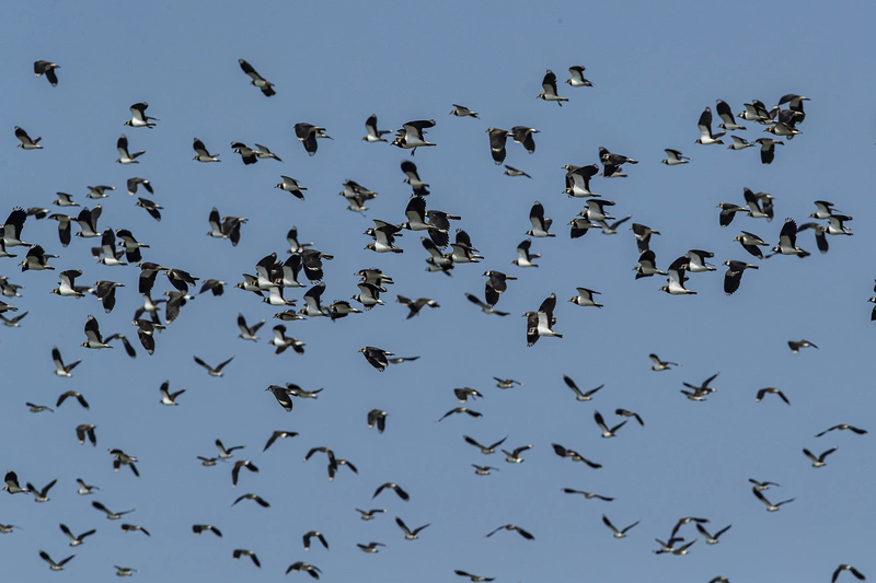 逾萬小辮鴴在雲林度冬　261名鳥友同步觀測