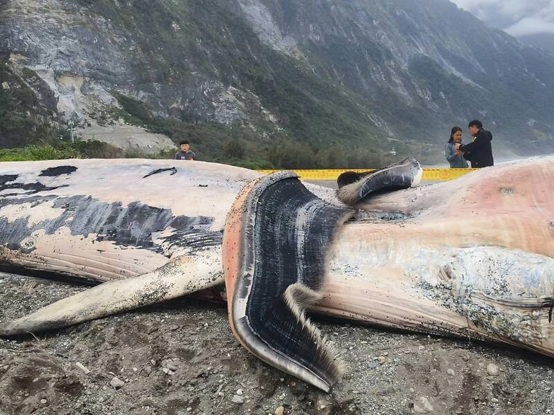 花蓮崇德外海現15公尺長鯨屍  將解剖釐清死因