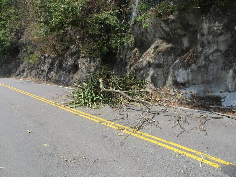 台中和平區樹木掉落砸車  車主可申請國賠
