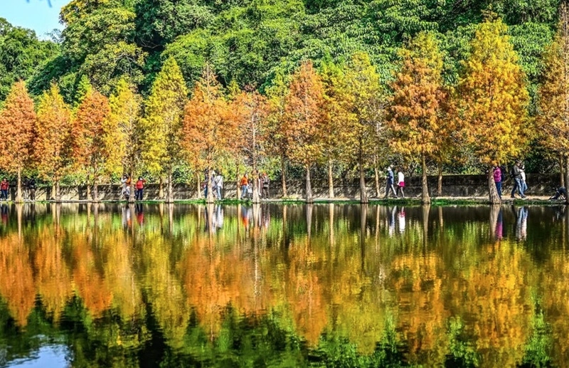 桃園走春　大溪月眉人工濕地落羽松美景宛如歐洲