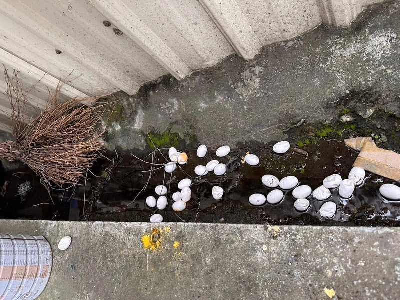 農田慘成綠鬣蜥自助餐　屏議員盼納挖蛋獎勵根治