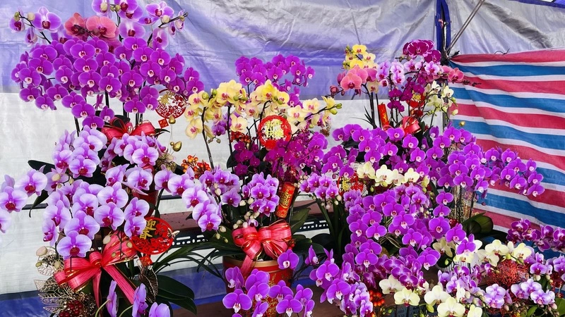 台東春節應景花市　營運至除夕中午