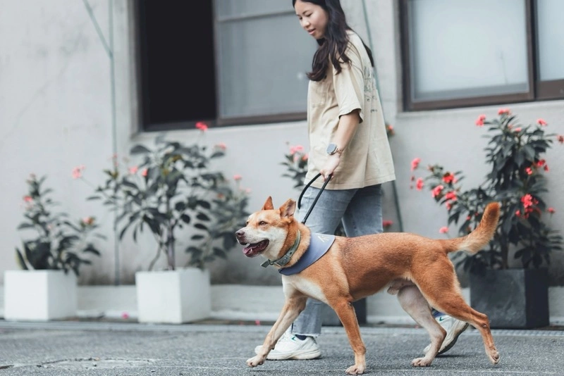 高雄市動保處推動犬貓絕育政策