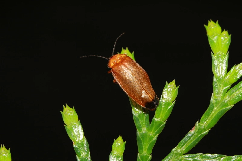 南投螢火蟲季登場　縣府發展夜經濟深度旅遊