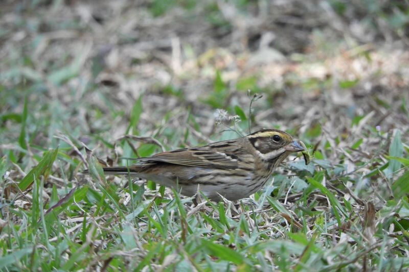 稀有候鳥黃眉鵐現蹤科博館草坪