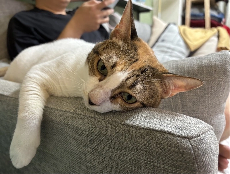 竹縣貓隻飼養數近3年增52%