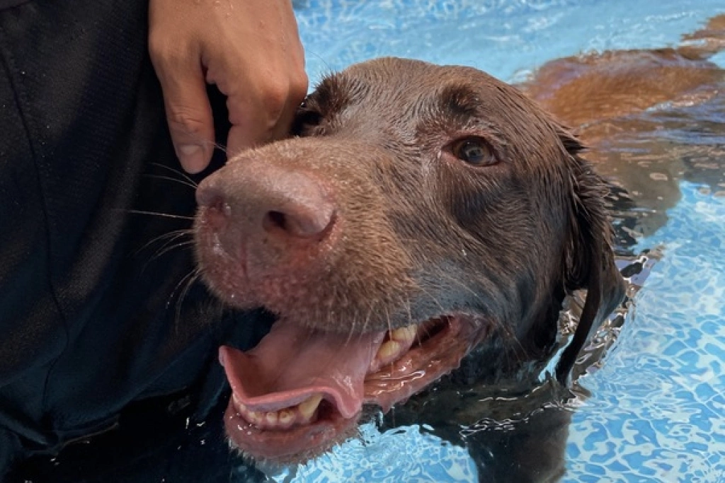 幼訓到一線尖兵　台美基因結晶緝毒犬Rafa破大案獲表揚