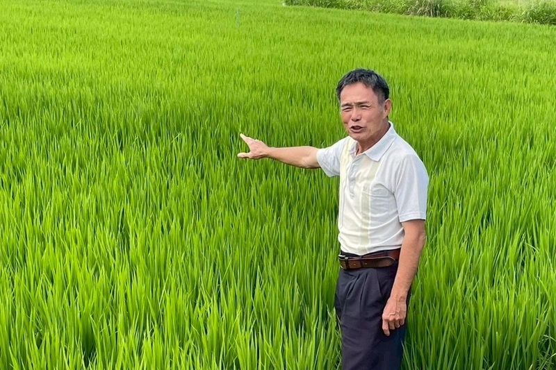 南投稻農領獎金遭停發老農津貼　農業部研究協助