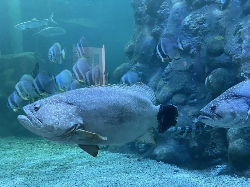 澎湖水族館鎮館石斑疤哥辭世  33年生命旅程落幕