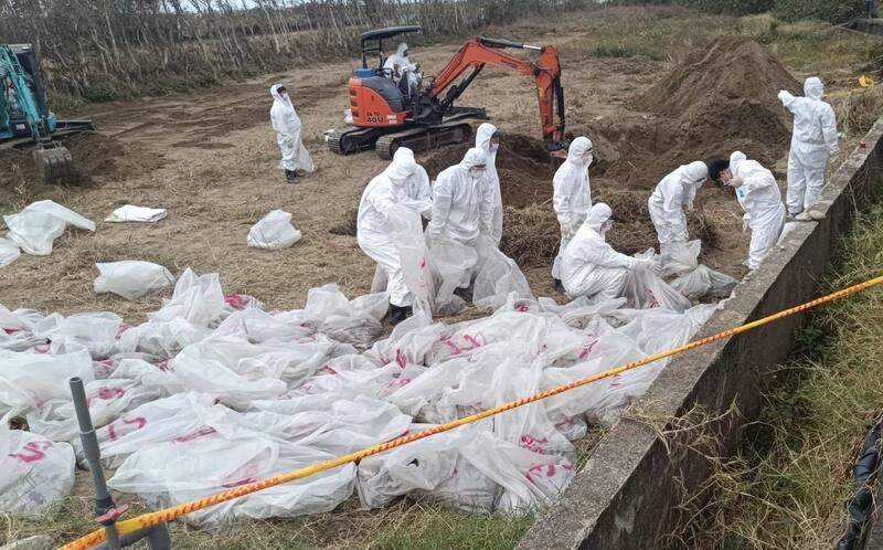 苗縣遭埋台中禽流感斃死雞　開挖清出1216隻