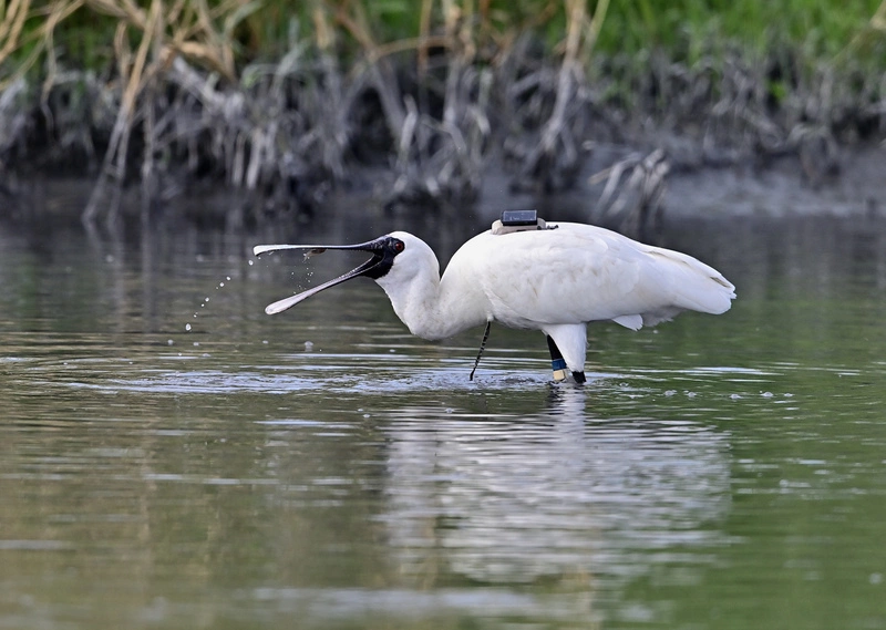 黑面琵鷺「12E」台東現蹤（2）