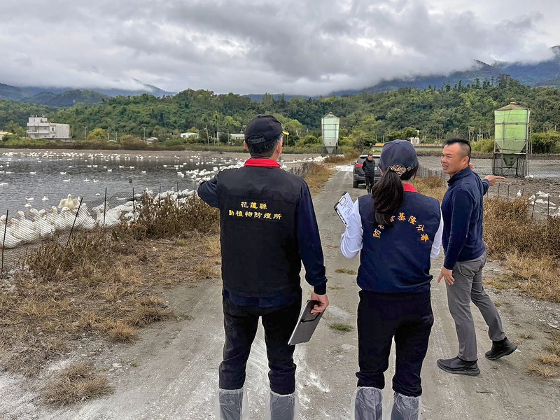 候鳥遷移頻繁禽流感風險高　花蓮強化防疫管理