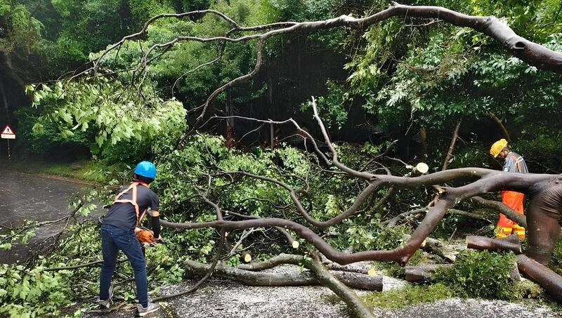 颱風薔琵影響　台北路樹傾倒155件