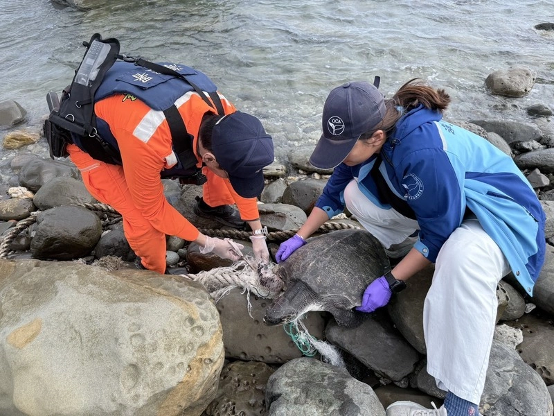 保育類欖蠵龜受困漁網　海巡馳援