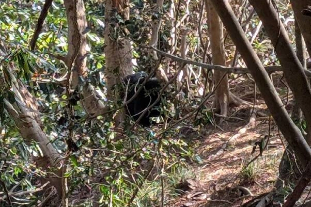 苗栗司馬限林道首見台灣黑熊　困陷阱獲救左掌截肢