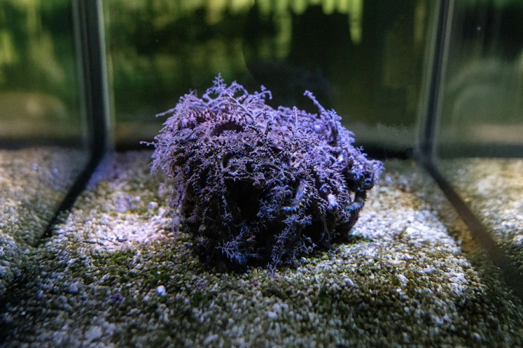 台中海洋館海洋幻術師特展 長枝筐蛇尾、比目魚揭海底變裝術